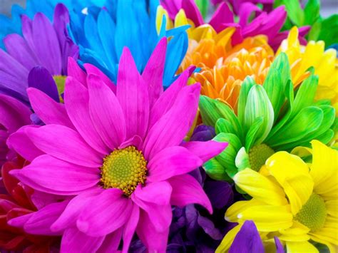 Colorful Flower Wallpapers - Wallpaper Cave