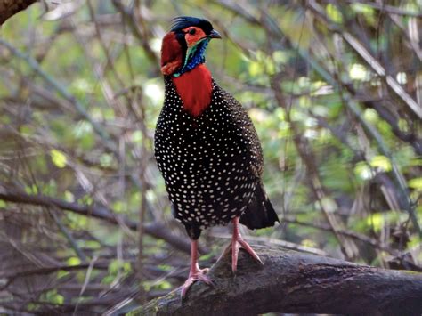 Western Tragopan - eBird | Ornithologique