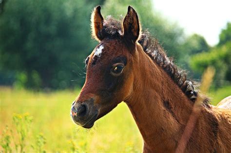 Horse Foal Thoroughbred Arabian - Free photo on Pixabay - Pixabay