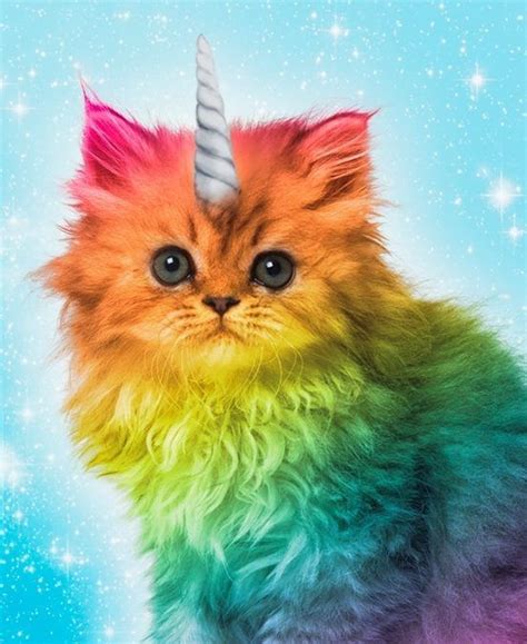 Half cat, half unicorn OH LOOK AT THAT KITTEN | Rainbow cat, Rainbow ...