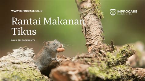 Rantai Makanan Tikus, Bagaimana Peran Tikus? - PT Mahaka Improcare Indonesia