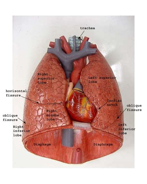 [DIAGRAM] Diagram Of The Lungs Labeled - MYDIAGRAM.ONLINE