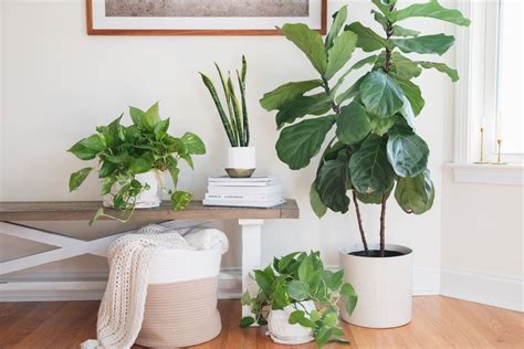 The Best Air-Purifying Plants, According to Feng Shui