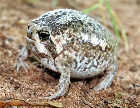 Rain Frog (Breviceps adspersus) | Found near Kruger National… | Flickr