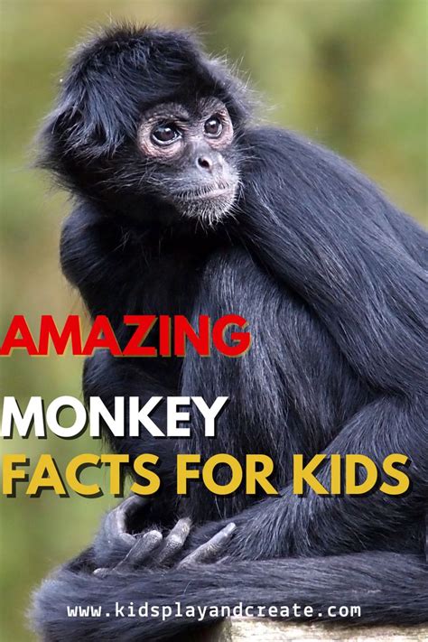 Monkey Mania: A Kid's Guide to Amazing Monkey Facts and Fun! - Kids Play and Create | Facts for ...