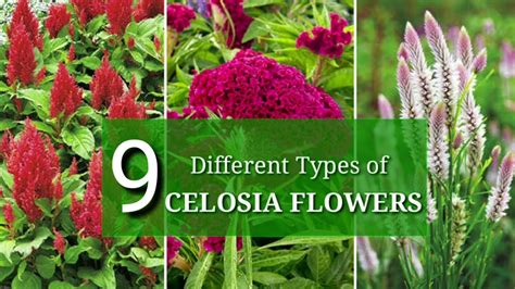 Different Types of Celosia Flowers - YouTube