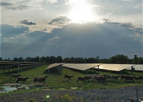 Solar farming and agrivoltaics instead of gas and coal - examples of their use in Ukraine and ...