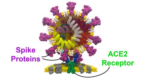 The Science of Coronaviruses: Binding to the ACE2 Receptor - YouTube