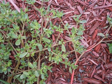 Purslane – Control | Walter Reeves: The Georgia Gardener