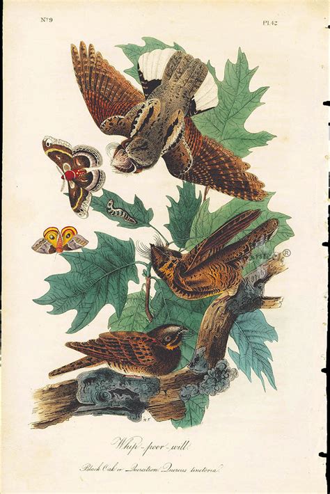 John James Audubon Bird Prints 1st Edition 1840, Volume 1