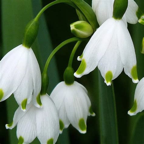 🌼Snowdrop Seeds