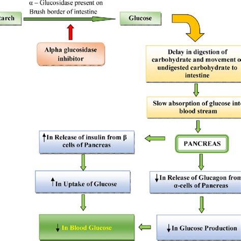 Pathophysiology of T2DM -Ominous octet. | Download Scientific Diagram