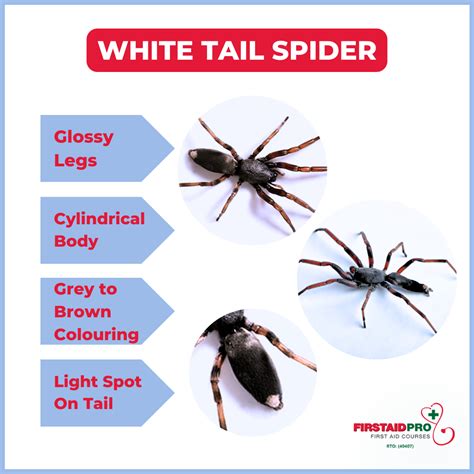 White Tail Spiders: The Ultimate Guide Facts and Myths