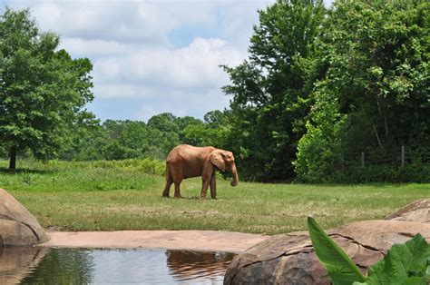 NC Zoo says it needs $60 million for improvements | FOX8 WGHP