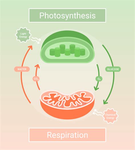 Introduction to Bioenergetics – Conduct Science