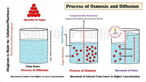 Osmosis and Diffusion | Difference Between Osmosis & Diffusion ...