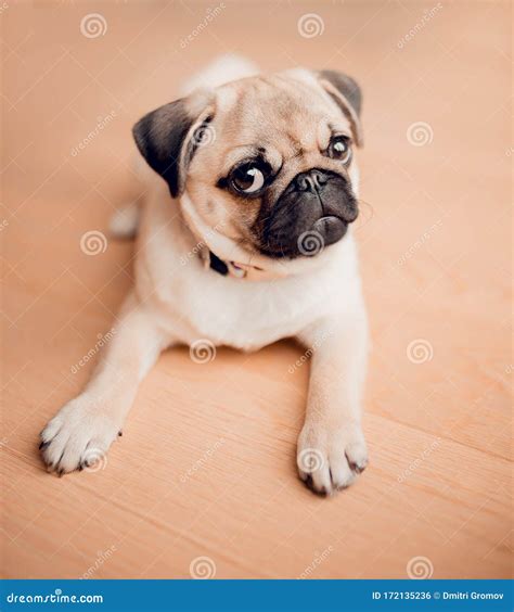 New Born Baby Pug Dog in Home. Portrait of Beautiful Female Pug Puppy ...