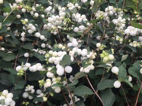 Buy Snowberry 'Symphoricarpos' Hedging Plants | View our Varieties - Hopes Grove