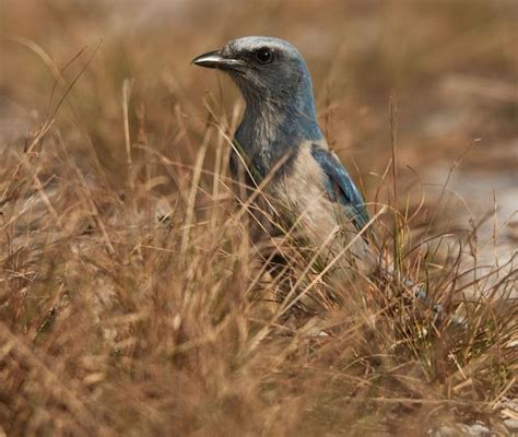 Florida's Scrubland Dwellers | Bird, Florida, Animals