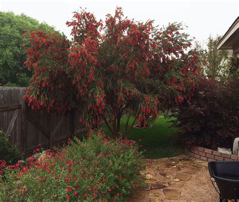 Bottlebrush tree in Cibolo by Rich Hartsell | Central Texas Gardener