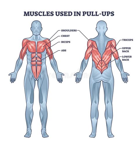 Pull Up Muscles Worked Diagram