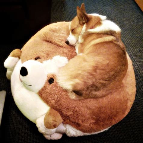 Pin by dara.marie on Corgis | Corgi dog, Corgi, Cute corgi