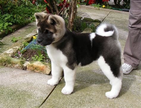 Akita puppies for sale | Pets4Homes | Akita puppies, Akita dog, Cute ...