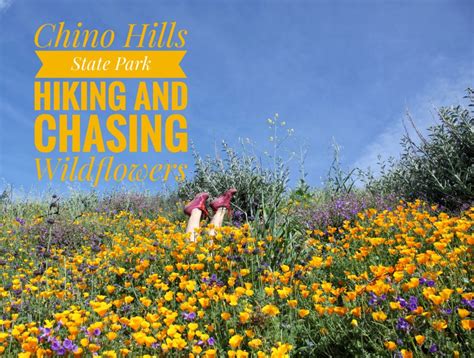 Chino Hills State Park | Hiking Chino Hills State Park | Wildflowers at ...