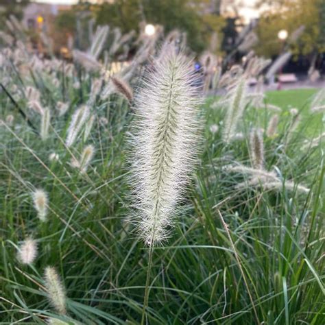 White Fountain Grass Care Tips and Plant History | Troys Tropics