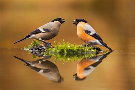 Eurasian Bullfinch - A-Z Animals