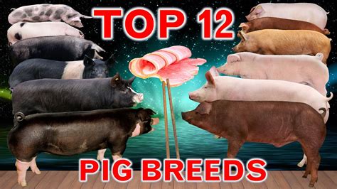 Top 12 Fast-Growing Pig Breeds in the World | Best Fattening Pigs - YouTube