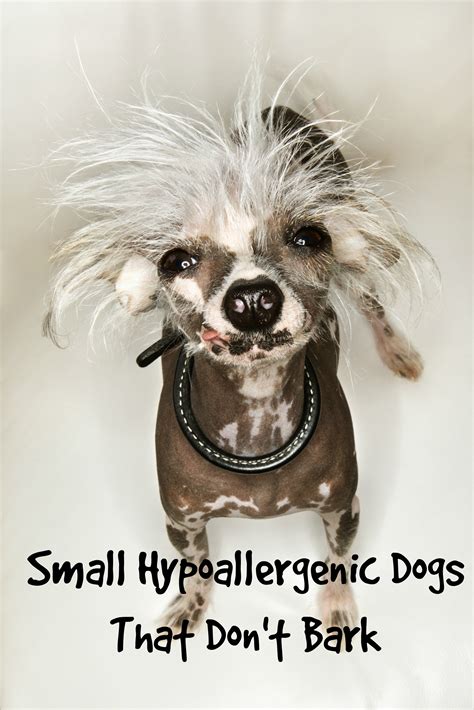 Small Hypoallergenic Dogs That Don't Bark...Much - Dog Vills