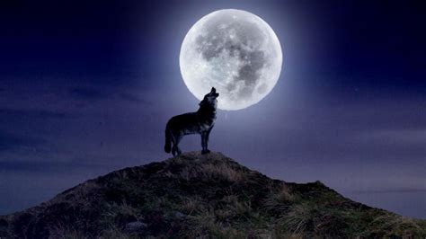 Wolf Howling At The Moon Wallpaper (66+ images)