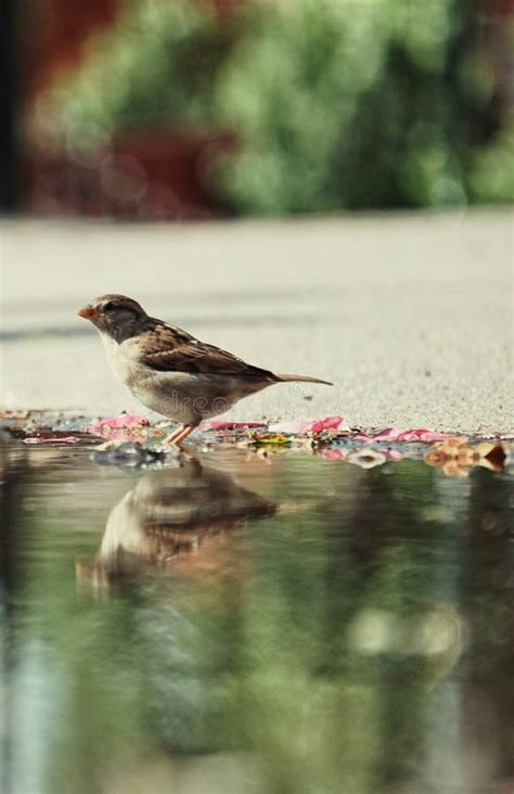 Small Bird Drinking Water in Puddle Stock Photo - Image of nature ...