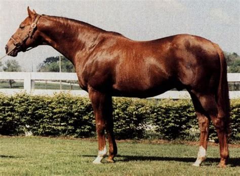 Alydar--wonderful racehorse!! Wonderful sire!!! | Horses, Beautiful ...