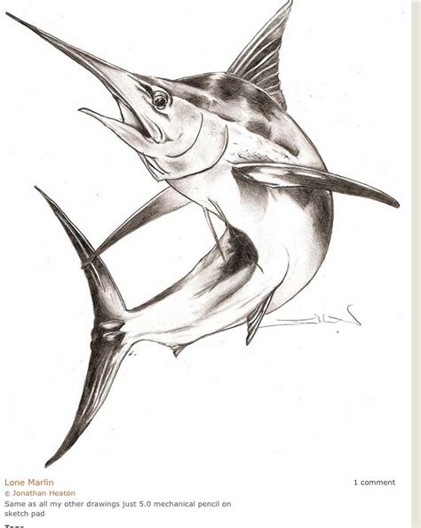 Excellent art work | Fish art, Fish drawings, Animal drawings sketches