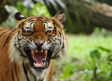 Tiger wallpapers, Animal, HQ Tiger pictures | 4K Wallpapers 2019