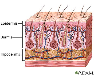 Capas de la piel: MedlinePlus enciclopedia médica illustración