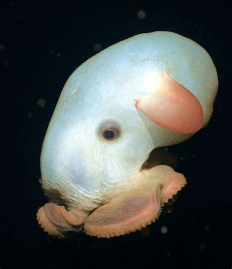 Creature Feature: Dumbo Octopus | Ocean First Institute