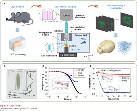 Figure 1 from Cryo-fluorescence micro-optical sectioning tomography for volumetric imaging of ...