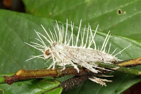 Cordyceps Fungus Infecting Moth Photograph by Dr Morley Read - Fine Art America