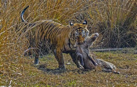 Royal Bengal Tiger - Facts, Habitat and Information in Nepal