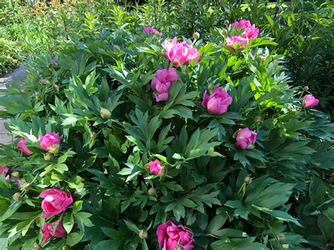 pink flowers are blooming in the garden