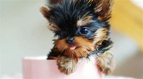 Teacup Dogs: 10 of the Tiniest Dog Breeds You'll Ever See | The Dog ...