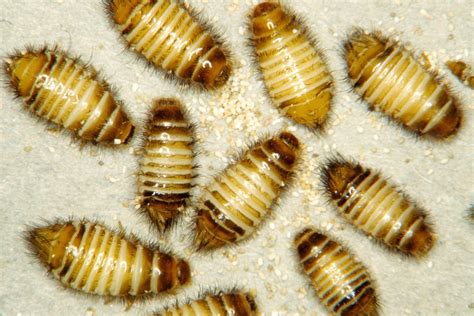 Varied Carpet Beetle Larvae Pictures | Review Home Co