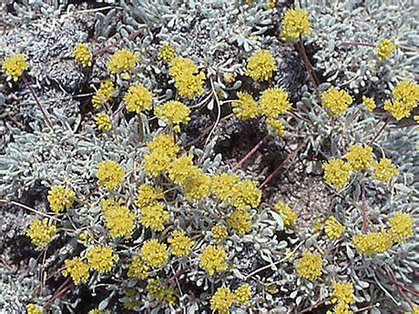 Crosby’s Buckwheat – Oregon Conservation Strategy