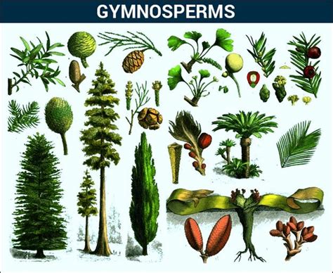 Gymnosperms - Introduction,Characteristics and its Classification