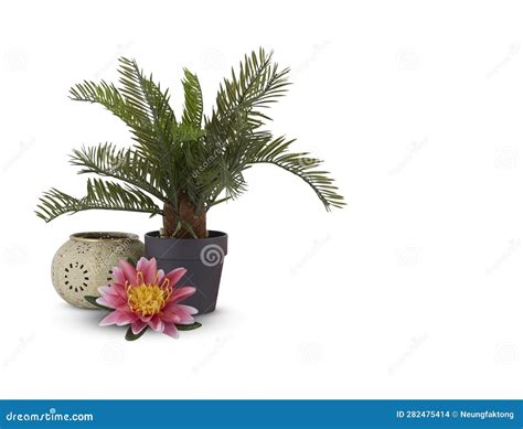 Dwarf Palm Trees in Pots Isolated White Background with Clipping Path ...