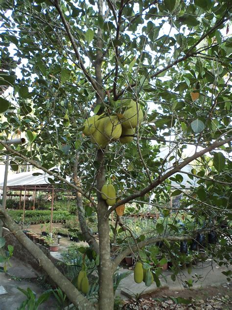 Mouthwatering Food Recipes: 222) THE JACKFRUIT TREE