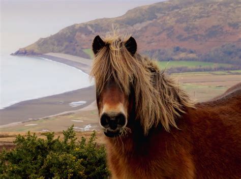 exmoor pony | The Best of Exmoor Blog